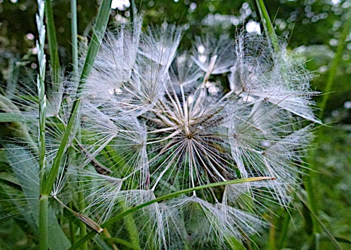 Picture of thistle seeds